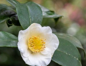 Does Drinking Coffee Help With Weight Loss_Camellia senesis