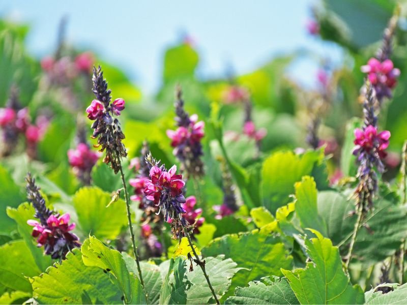 Natural Weight Loss Herbs_1