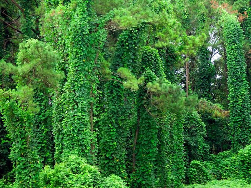 Natural Weight Loss Herbs_Kudzu-2